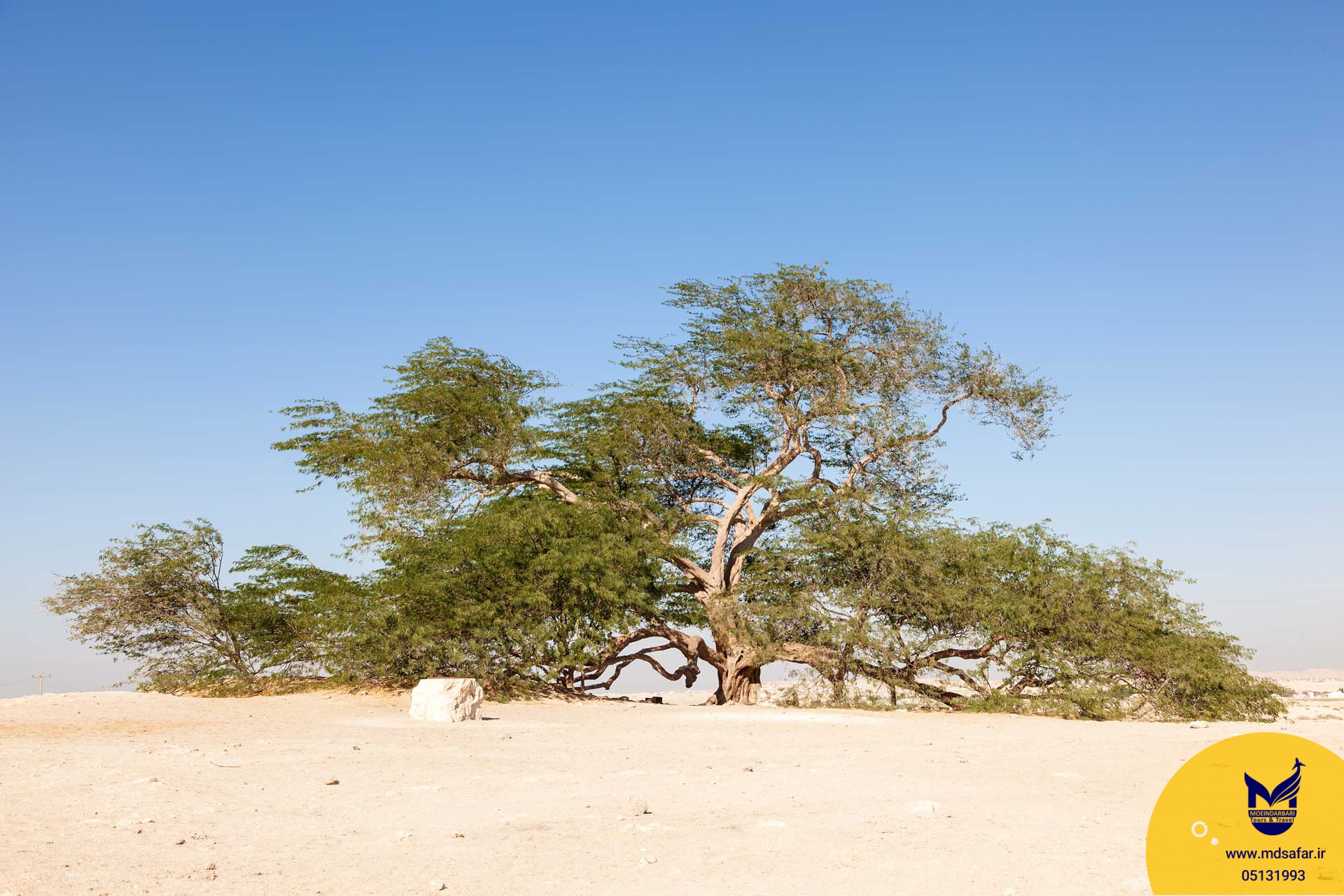 درخت 500 ساله بحرین